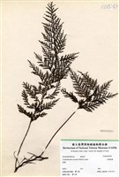 藏品(大葉瓶蕨)的圖片